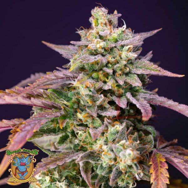 Purple Punch OG XL Auto - Sweet Seeds