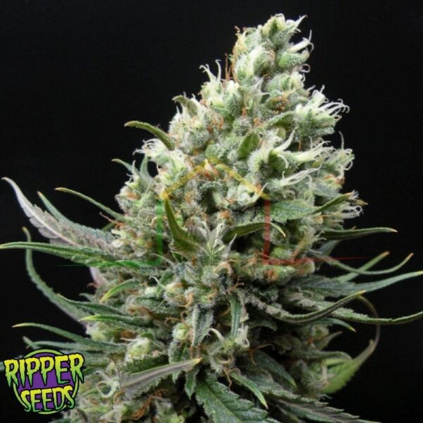 Ripper Haze - Ripper Seeds