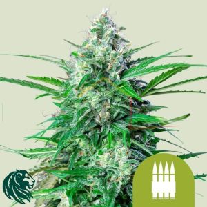Royal AK Auto - Royal Queen Seeds
