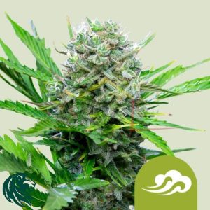 Royal Bluematic Auto - Royal Queen Seeds