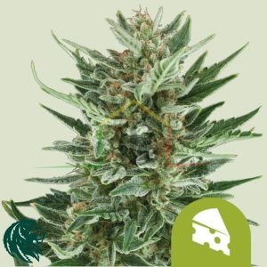 Royal Cheese Automatic - Royal Queen Seeds