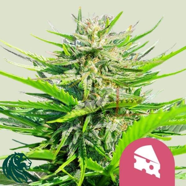 Royal Cheese Fast Flowering - Royal Queen Seeds