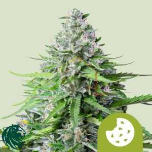 Royal Cookies Automatic - Royal Queen Seeds