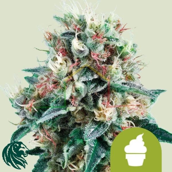 Royal Creamatic Automatic - Royal Queen Seeds
