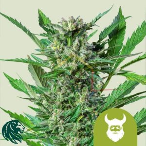Royal Dwarf Auto - Royal Queen Seeds