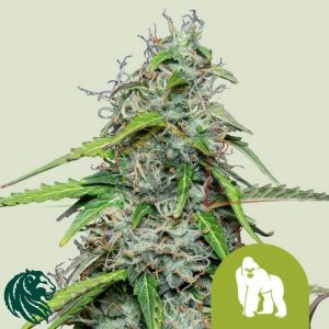 Royal Gorilla Automatic - Royal Queen Seeds