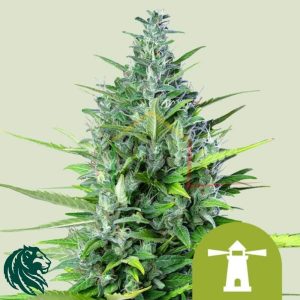 Royal Haze Auto - Royal Queen Seeds