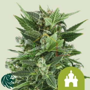 Royal Kush Automatic - Royal Queen Seeds