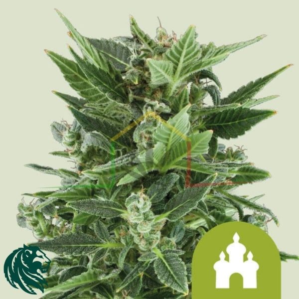Royal Kush Automatic - Royal Queen Seeds