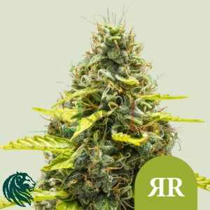 Royal Runtz Automatic - Royal Queen Seeds