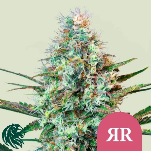 Royal Runtz - Royal Queen Seeds