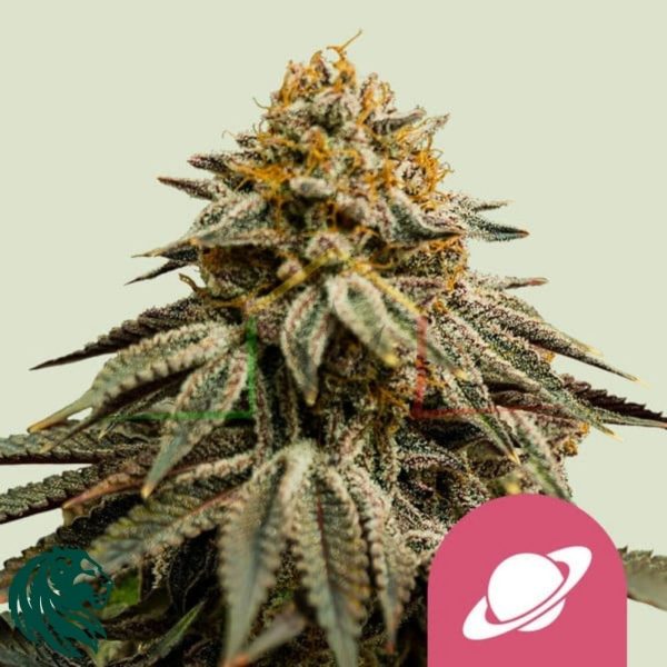 Royal Skywalker - Royal Queen Seeds