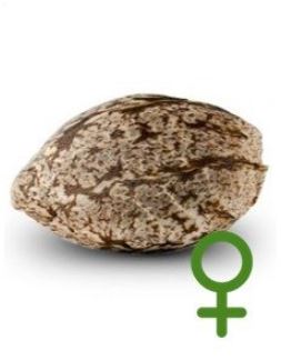 SERIOUS SEEDS - GRAINES FÉMINISÉES