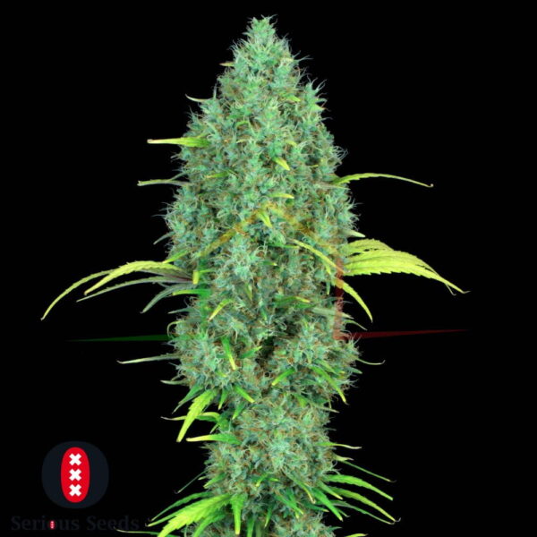 Serious 6 Regular - Serious Seeds