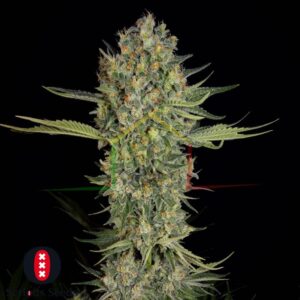 Serious Kush - Serious Seeds