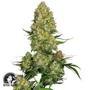 Skunk #1 Automatic - Sensi Seeds