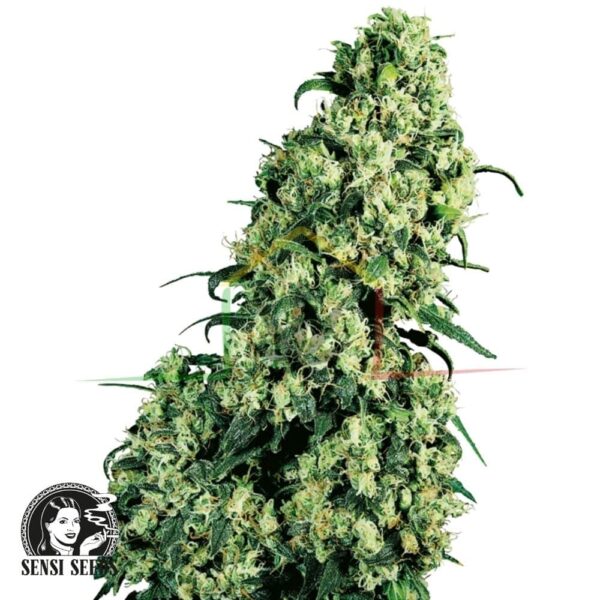 Skunk #1 de Sensi Seeds