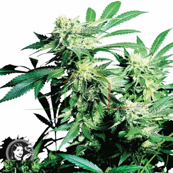 Skunk Kush - Sensi Seeds