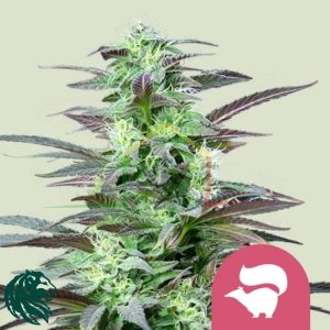 Skunk XL - Royal Queen Seeds