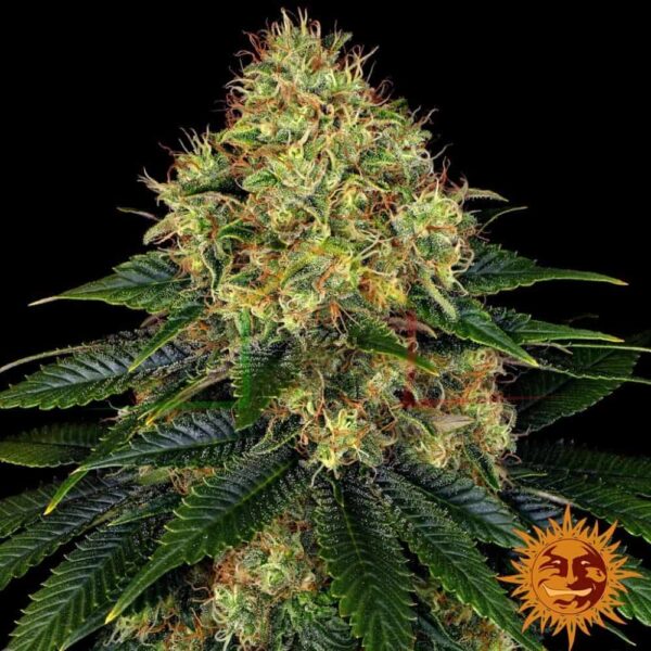 Skywalker OG Auto - Barney's Farm