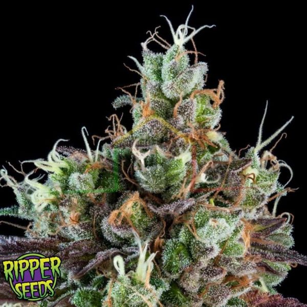 Sour Ripper - Ripper Seeds