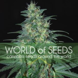 South African Kwazulu Regular - World Of Seeds