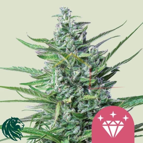 Special Kush #1 - Royal Queen Seeds