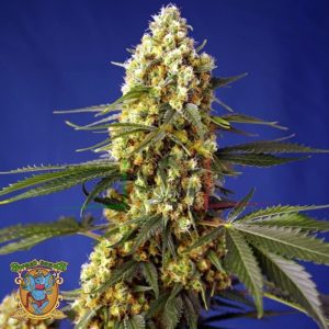 Strawberry Banana Gelato XL Auto - Sweet Seeds