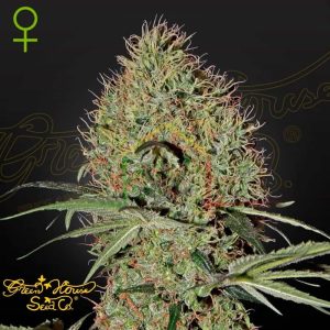 Super Bud Auto - Green House