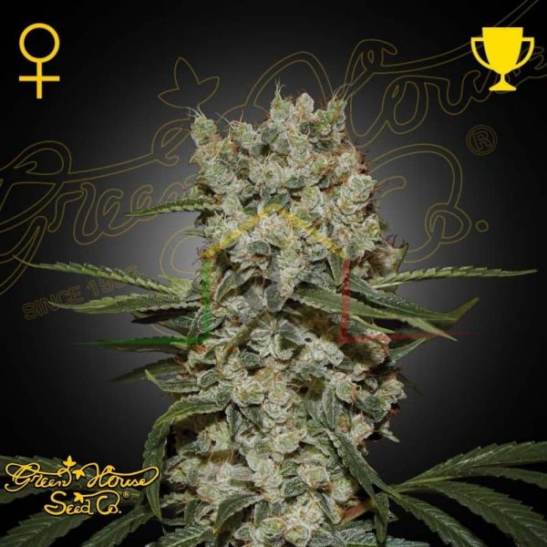 Super Lemon Haze - Green House Seeds