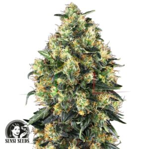 Super Skunk Auto - Sensi Seeds
