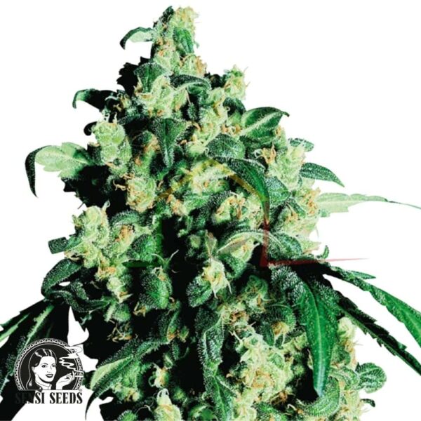 Super Skunk - Sensi Seeds