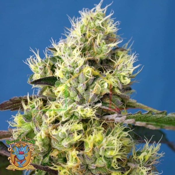 Sweet Gelato Auto - Sweet Seeds