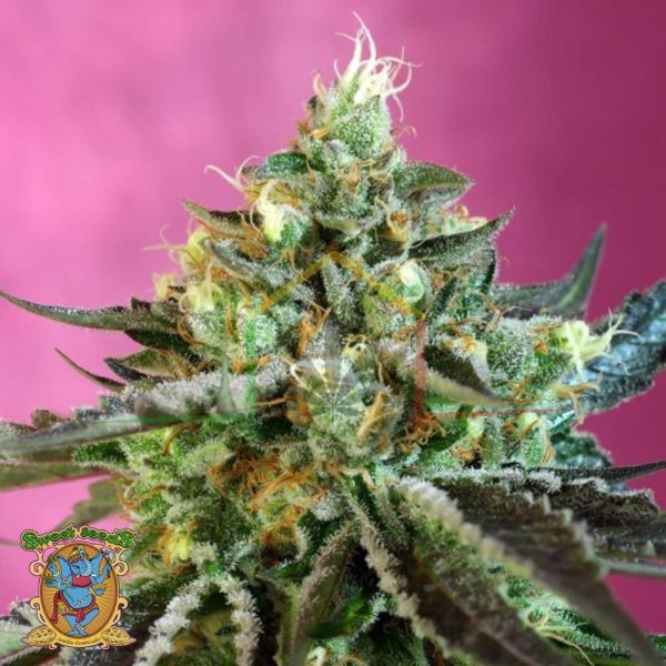 Sweet Nurse Auto CBD - Sweet Seeds