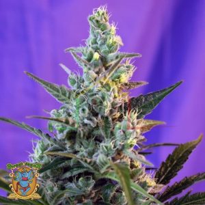 Sweet Skunk Auto - Sweet Seeds
