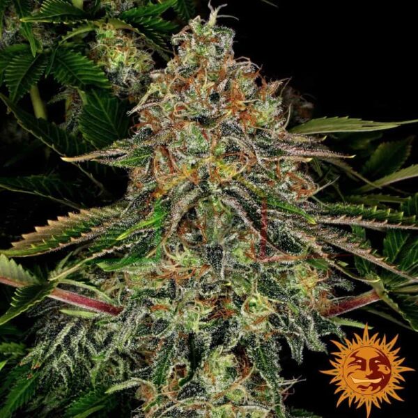 Tangerine Dream Auto - Barney's Farm