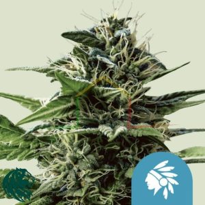 Tatanka Pure CBD - Royal Queen Seeds
