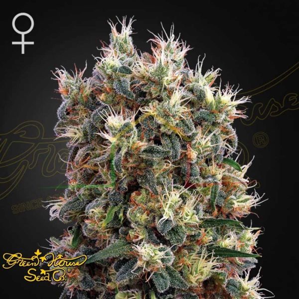 The Church - Green House Seeds