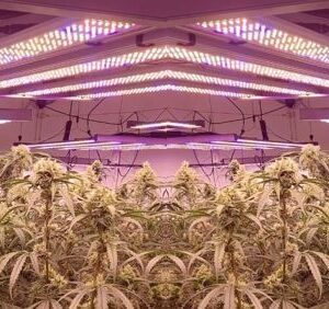 ILUMINACIÓN LED