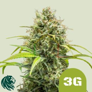 Triple G Auto - Royal Queen Seeds