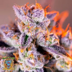 Tropicanna Poison XL Auto - Sweet Seeds
