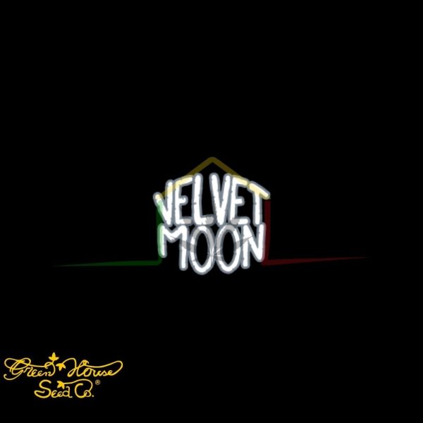 Velvet Moon - Green House Seeds