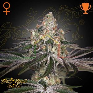 White Widow - Green House Seeds