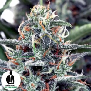 WHITE WIDOW DE MINISTRY OF CANNABIS
