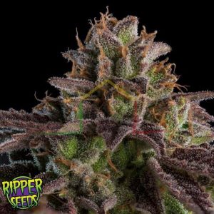 K- Mintz Auto - Ripper Seeds