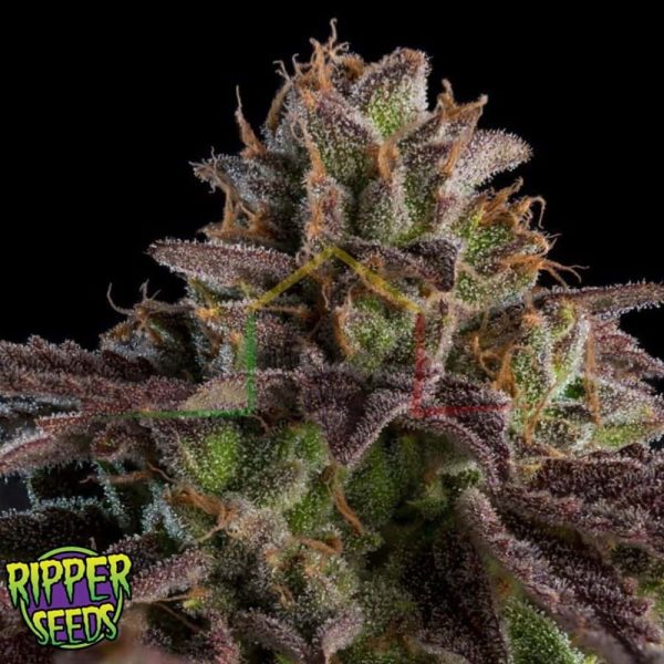 K- Mintz Auto - Ripper Seeds