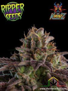 Kmintz Auto Ripper Seeds