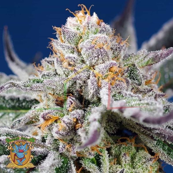 Orange Apricot Glue XL Auto - Sweet Seeds