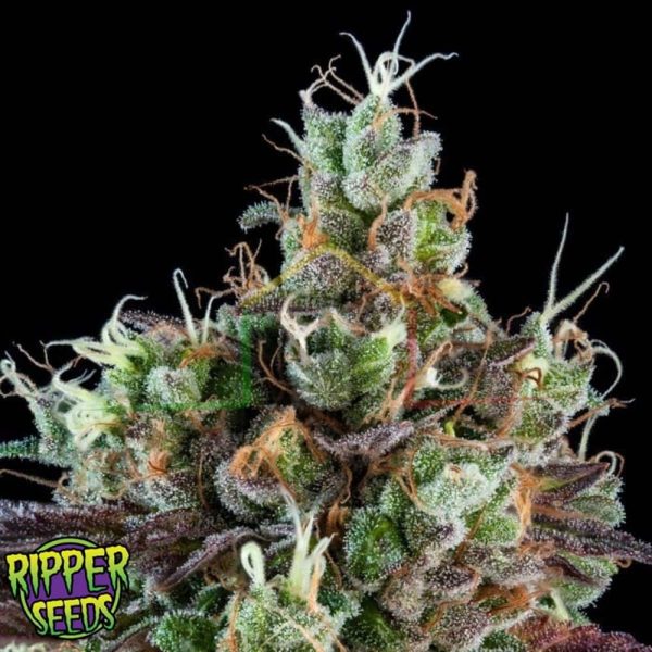 Sour Ripper Auto - Ripper Seeds