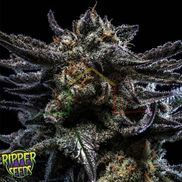 Zombie Kush Auto - Ripper Seeds